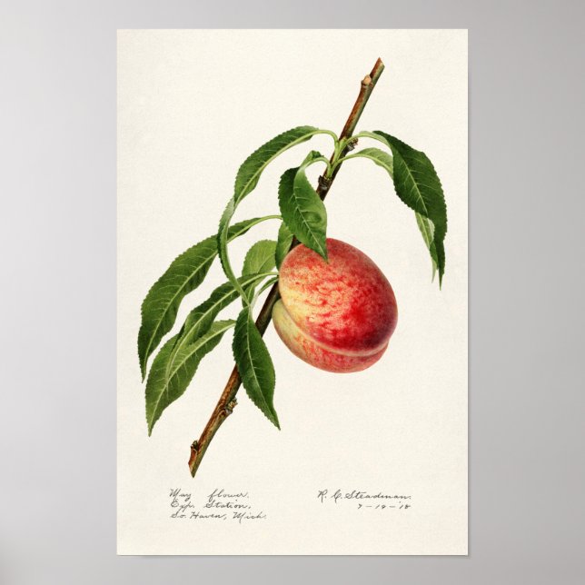 Poster Peach (Prunus Persica) Fruta Watercolor Painting (Frente)