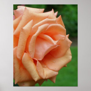 Póster Peach Rosa In Bloom