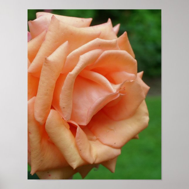 Póster Peach Rosa In Bloom (Frente)