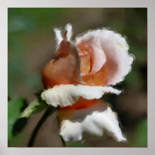 Poster Peach Rosebud Flower Art