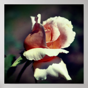 Poster Peach Rosebud Flower Close Up (Encerrar o ventilad