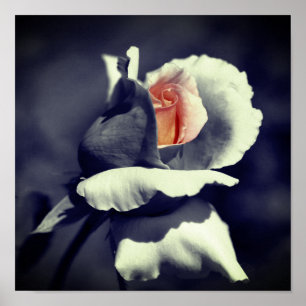 Poster Peach Rosebud Preto E Branco Cor Parcial