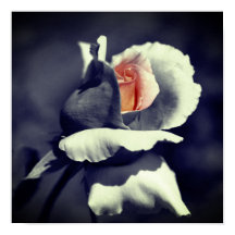 Peach Rosebud Preto E Branco Cor Parcial