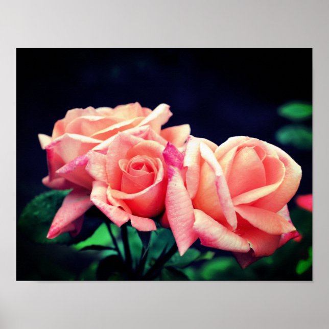 Poster Peach Rosebud Trio (Frente)