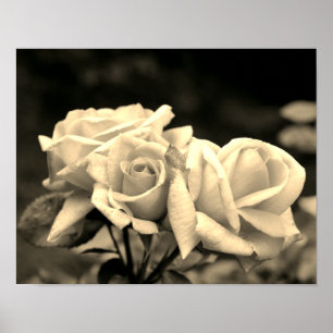 Poster Peach Rosebud Trio Na Sepia