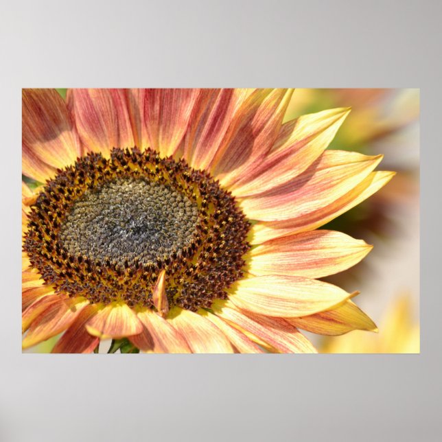 Poster Peach Sunflower (Frente)