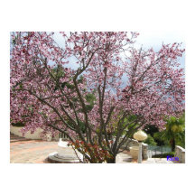 Peach Tree in bloom - Hearst Castle 2005