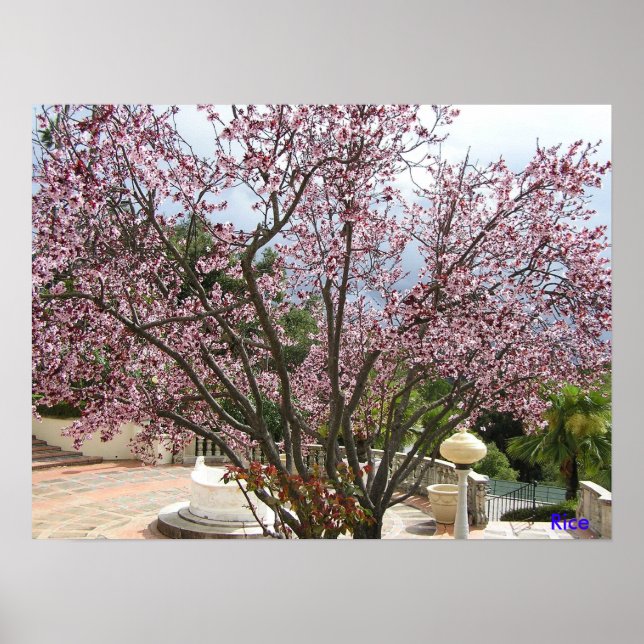 Póster Peach Tree in bloom - Hearst Castle 2005 (Frente)
