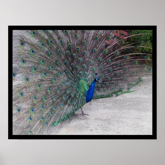 Poster Peacock (Frente)