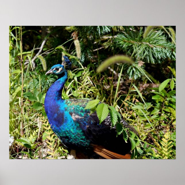 Póster Peacock (Frente)