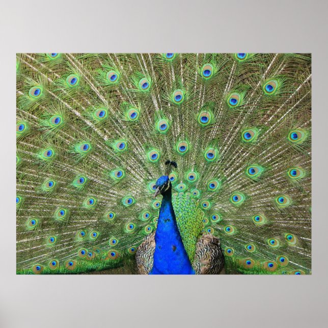 Poster Peacock (Frente)