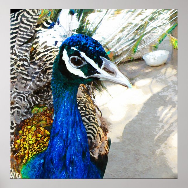 Póster Peacock (Frente)