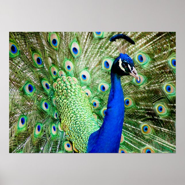 Póster Peacock (Frente)