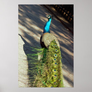 Poster Peacock