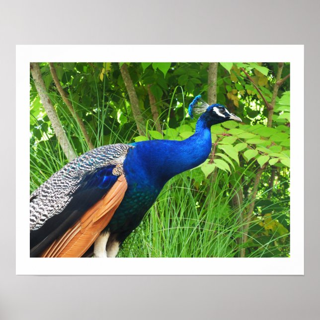 Poster Peacock (Frente)