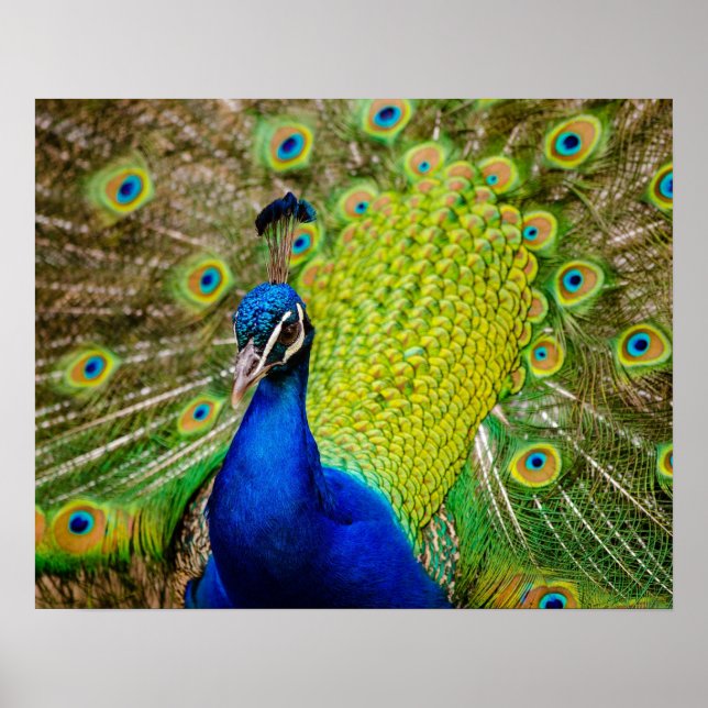 Póster Peacock (Frente)
