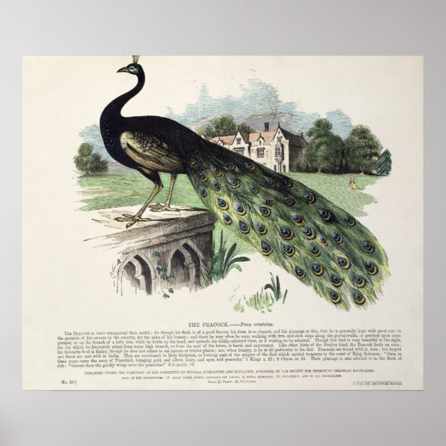 Poster Peacock (Frente)