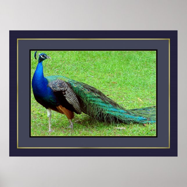 Póster Peacock (Frente)
