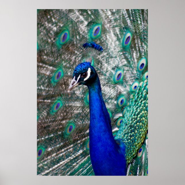 Póster Peacock (Frente)
