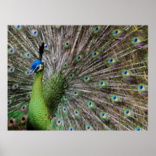 Póster Peacock