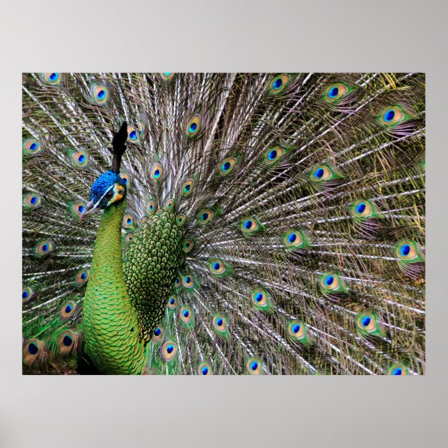Póster Peacock (Frente)