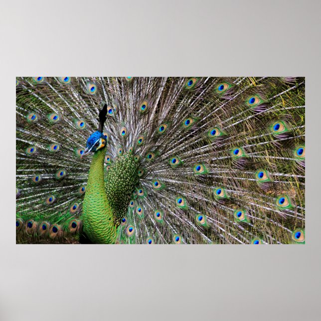 Póster Peacock (Frente)