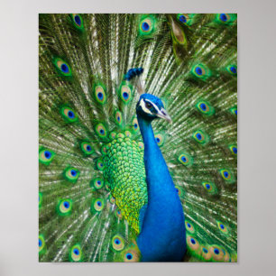 Poster Peacock