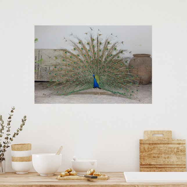 Poster Peacock (Cozinha)