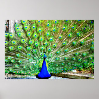 Poster Peacock