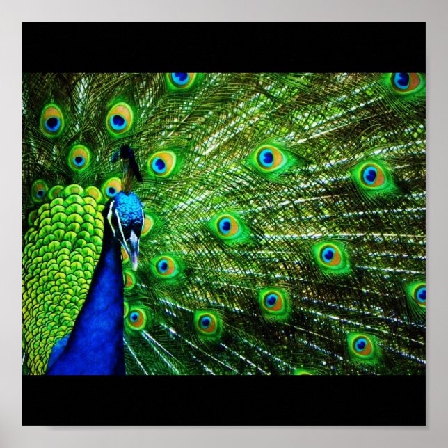 Poster Peacock (Frente)