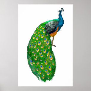 Poster Peacock