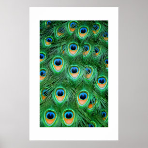 Póster Peacock#2-Poster