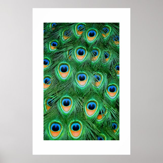 Póster Peacock#2-Poster (Frente)