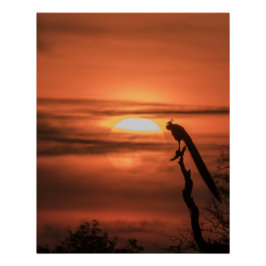 Póster Peacock at Sunrise