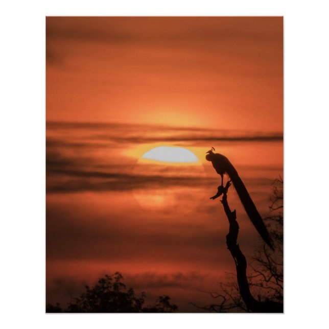 Póster Peacock at Sunrise (Frente)