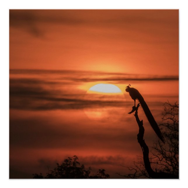 Póster Peacock at Sunrise (Frente)