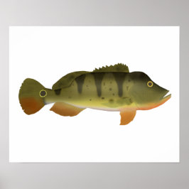 Poster Peacock Bass