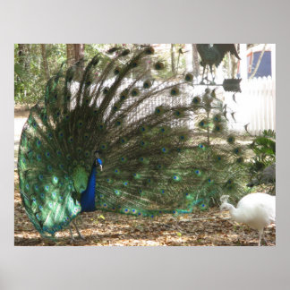 Póster Peacock Bird Plumage e Albino Peahen Foto