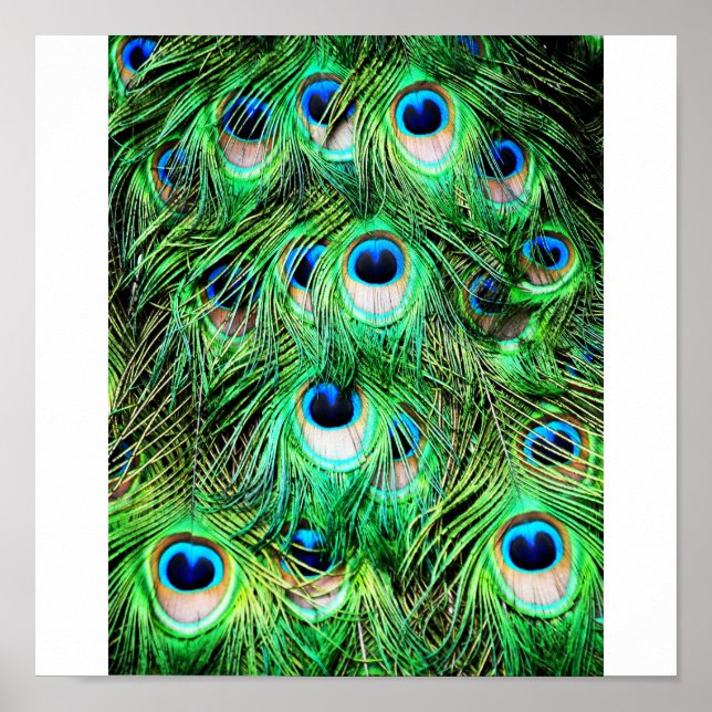 Póster Peacock bonito (Frente)