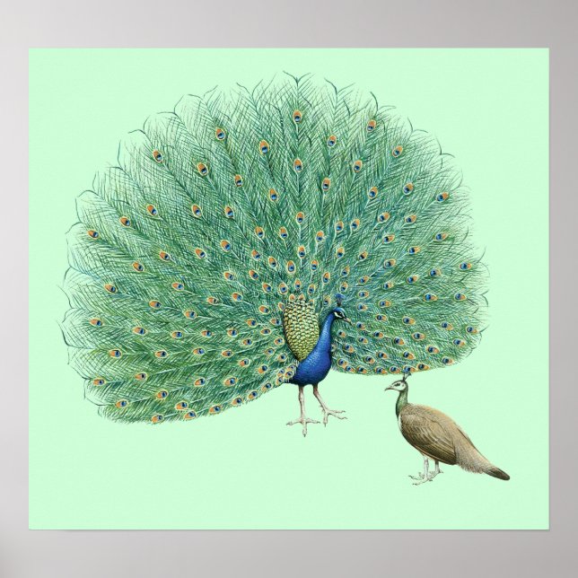 Póster Peacock bonito (Frente)