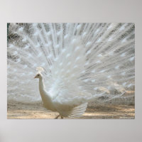 PEACOCK BRANCO