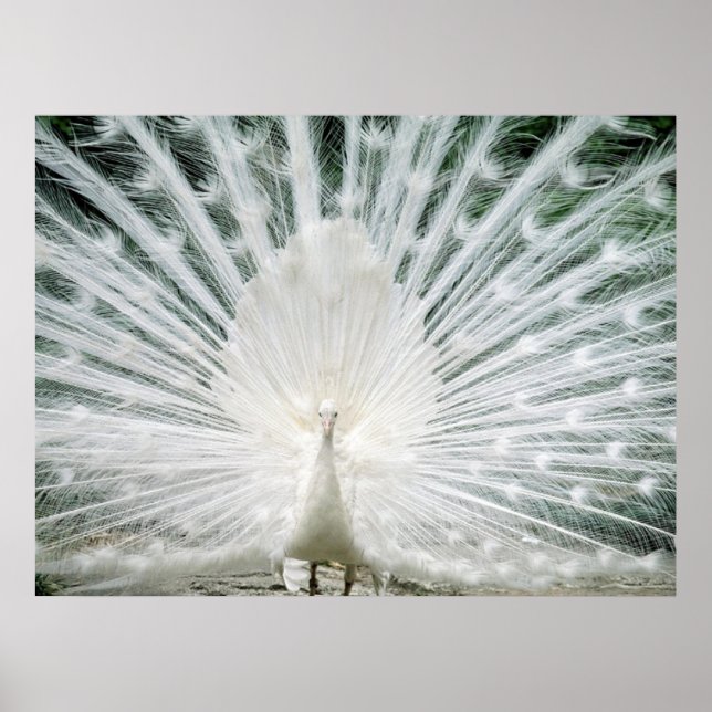 PÓSTER PEACOCK BRANCO (Frente)