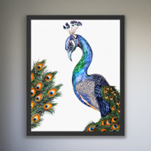 Peacock de Aquarela Elegante