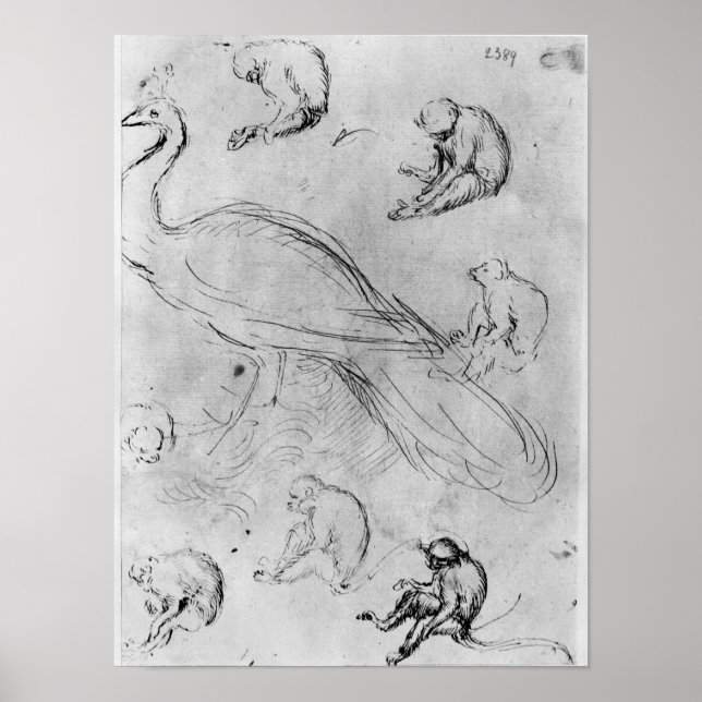 Póster Peacock e seis macacos (Frente)