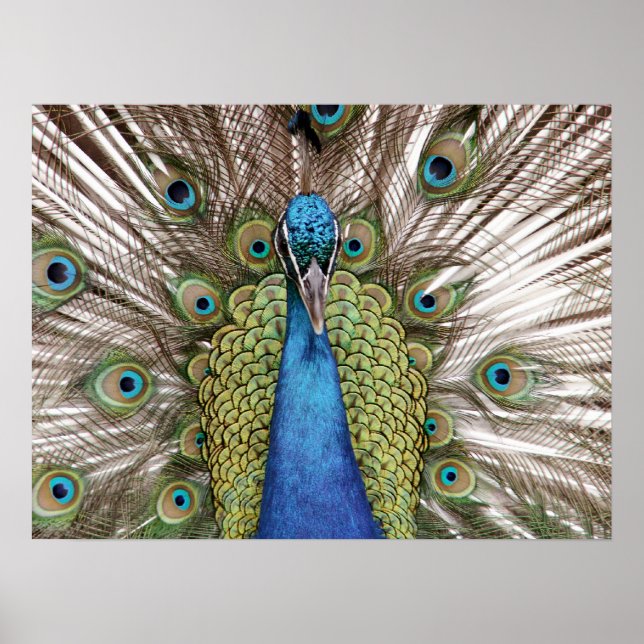 Poster Peacock exibindo para visitantes (Frente)