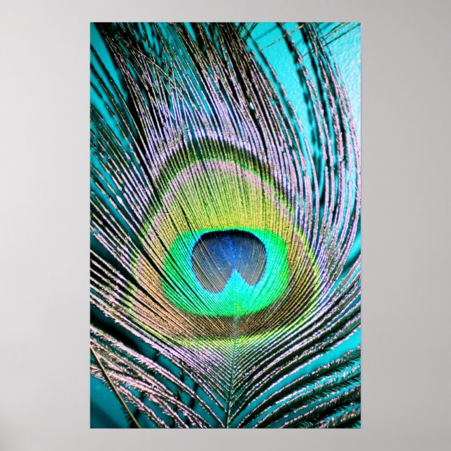 Póster Peacock Feather em Turquoise (Frente)