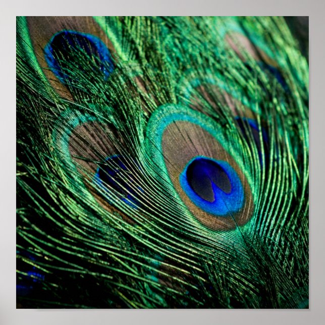 Poster Peacock Feather Lucky (Frente)