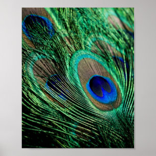 Poster Peacock Feather Lucky