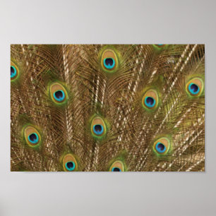 Póster Peacock Feather Print