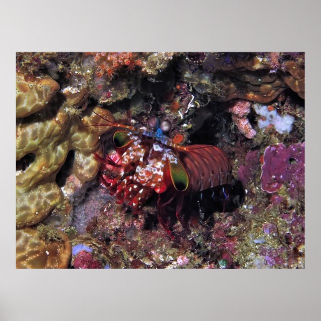 Poster Peacock Mantis Shrimp (Frente)